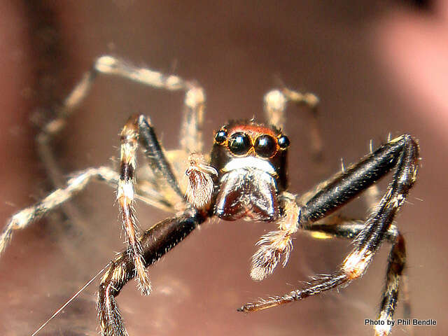 Image of Bronze Hopper