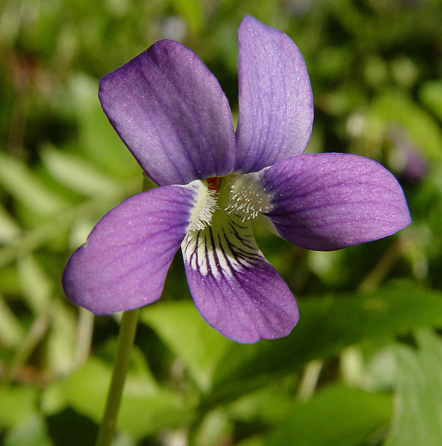 Image of Early Blue (Hook) Violet