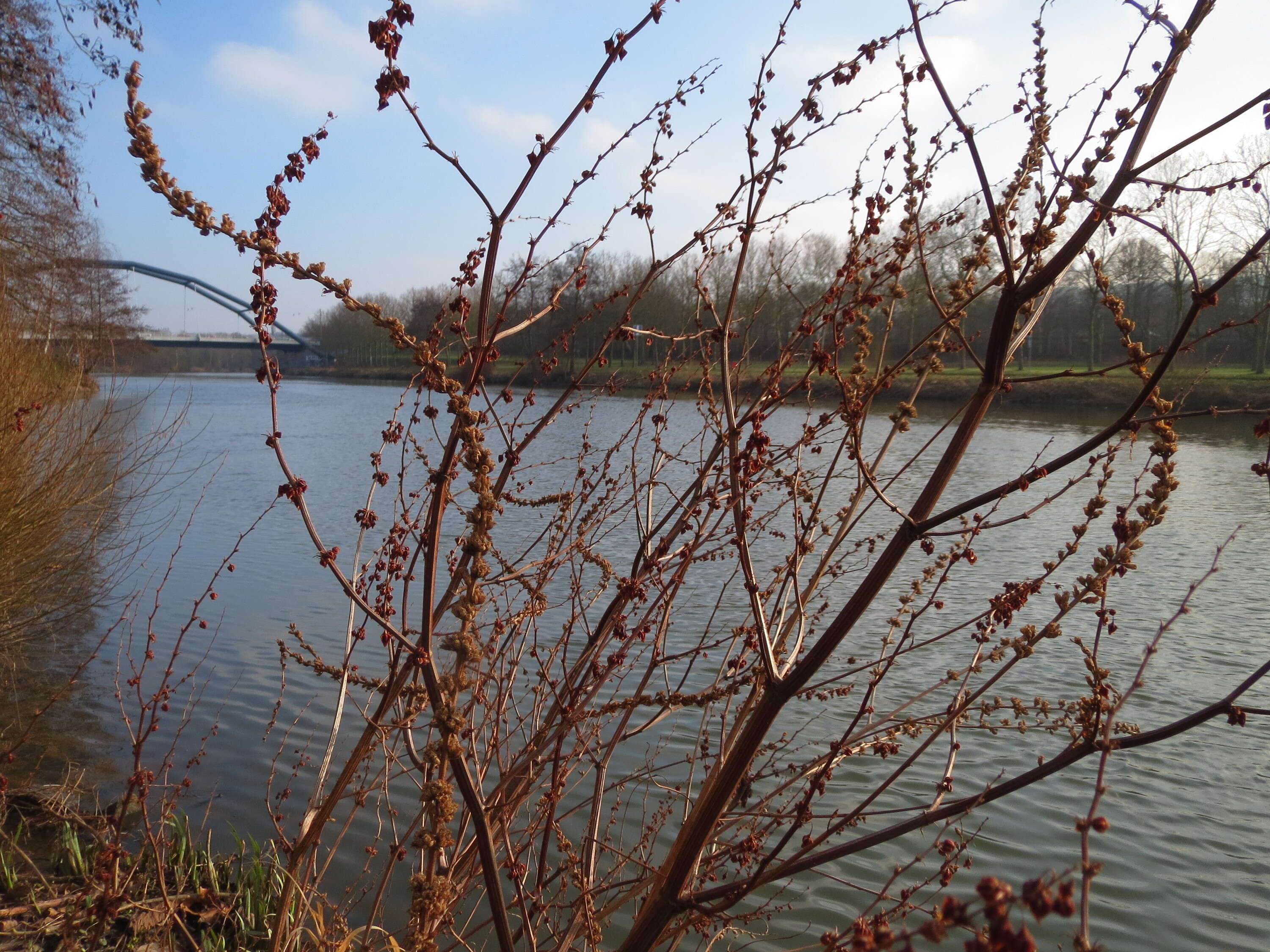 Image of Water Dock