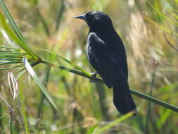 Image of Unicolored Blackbird