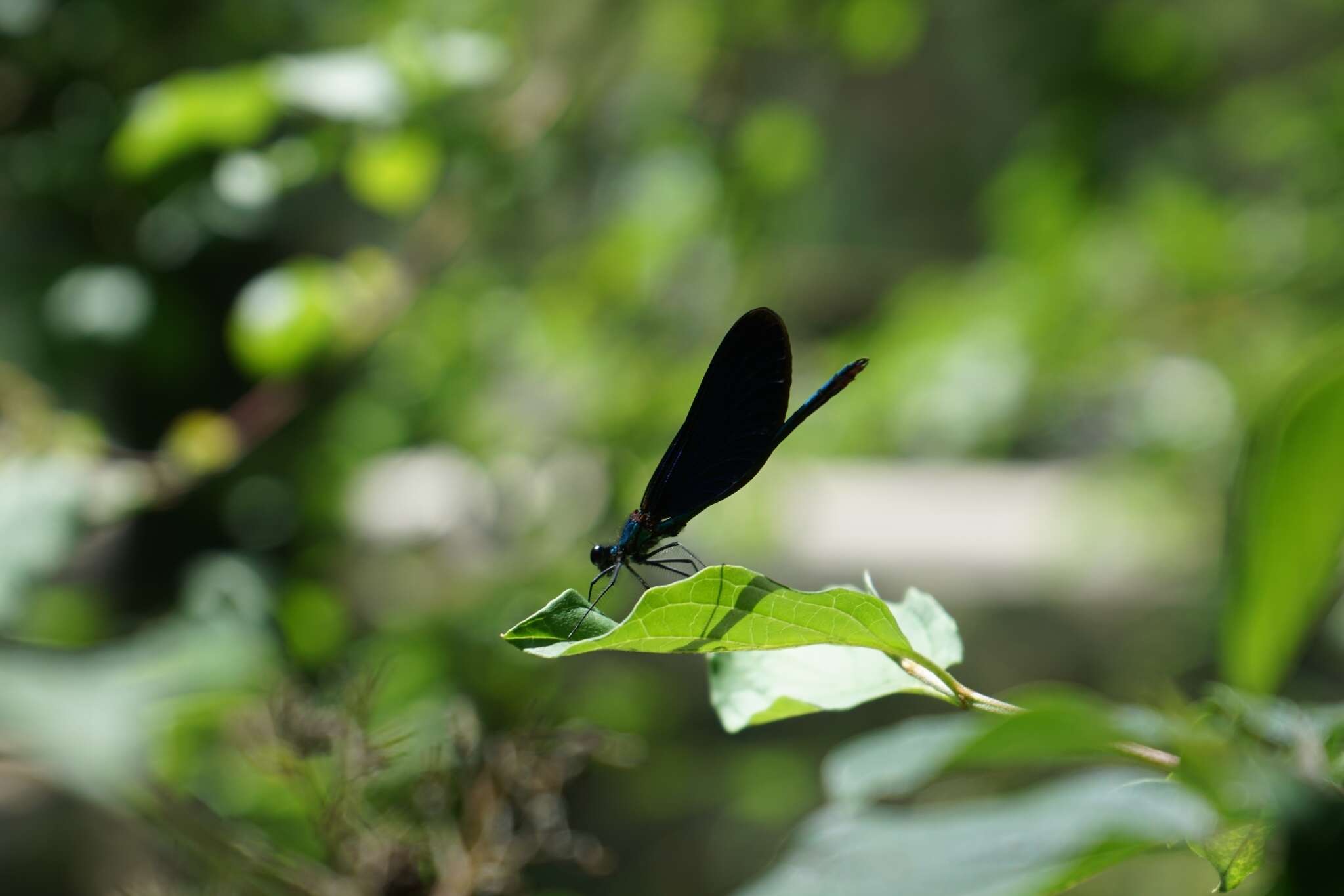 Image of <i>Calopteryx virgo festiva</i>