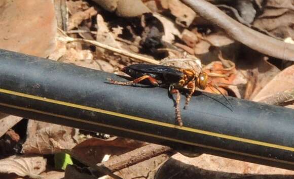 Image of Golden cricket wasp