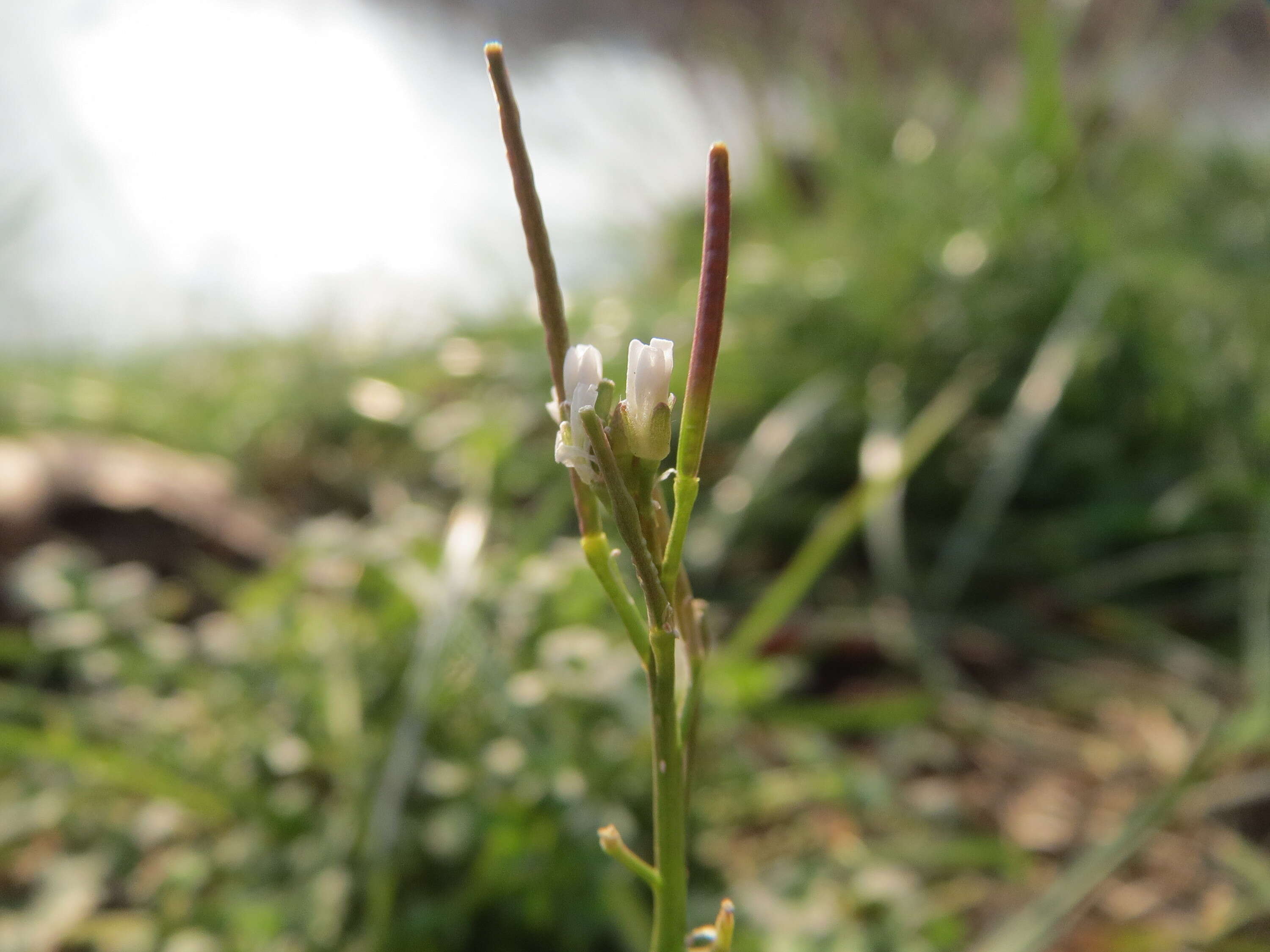 Image of hairy bittercress