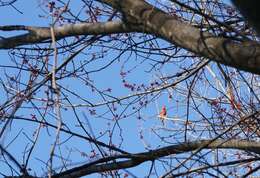 Слика од Cardinalis cardinalis cardinalis (Linnaeus 1758)