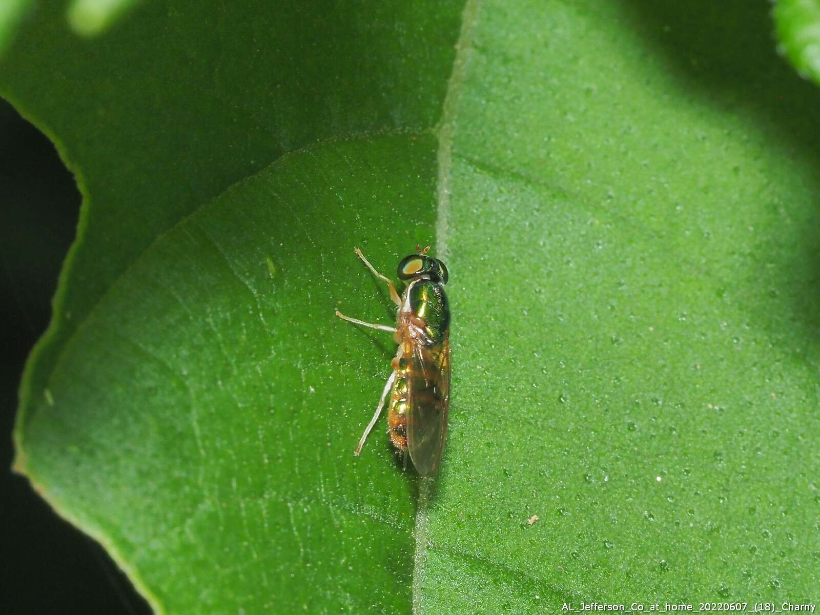 Image of Cephalochrysa canadensis (Curran 1927)