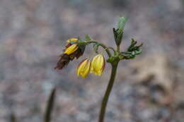 Image of Gymnospermium alberti