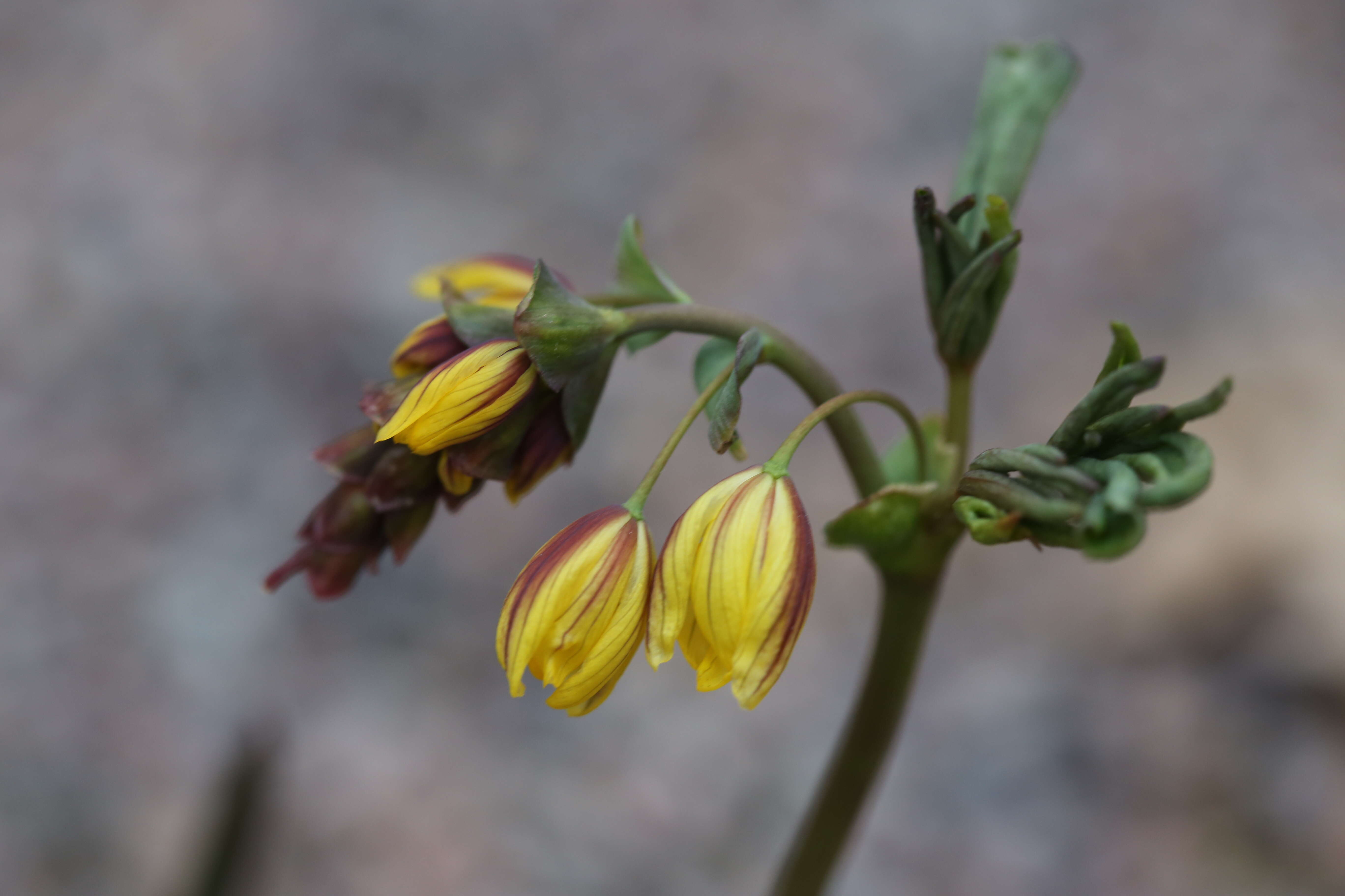 Image of Gymnospermium alberti