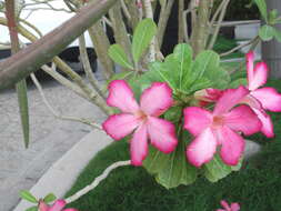 Image of Desert Rose