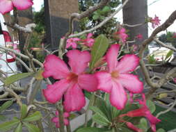 Image de Adenium obesum (Forsk.) Roem. & Schult.