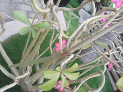 Image of Desert Rose