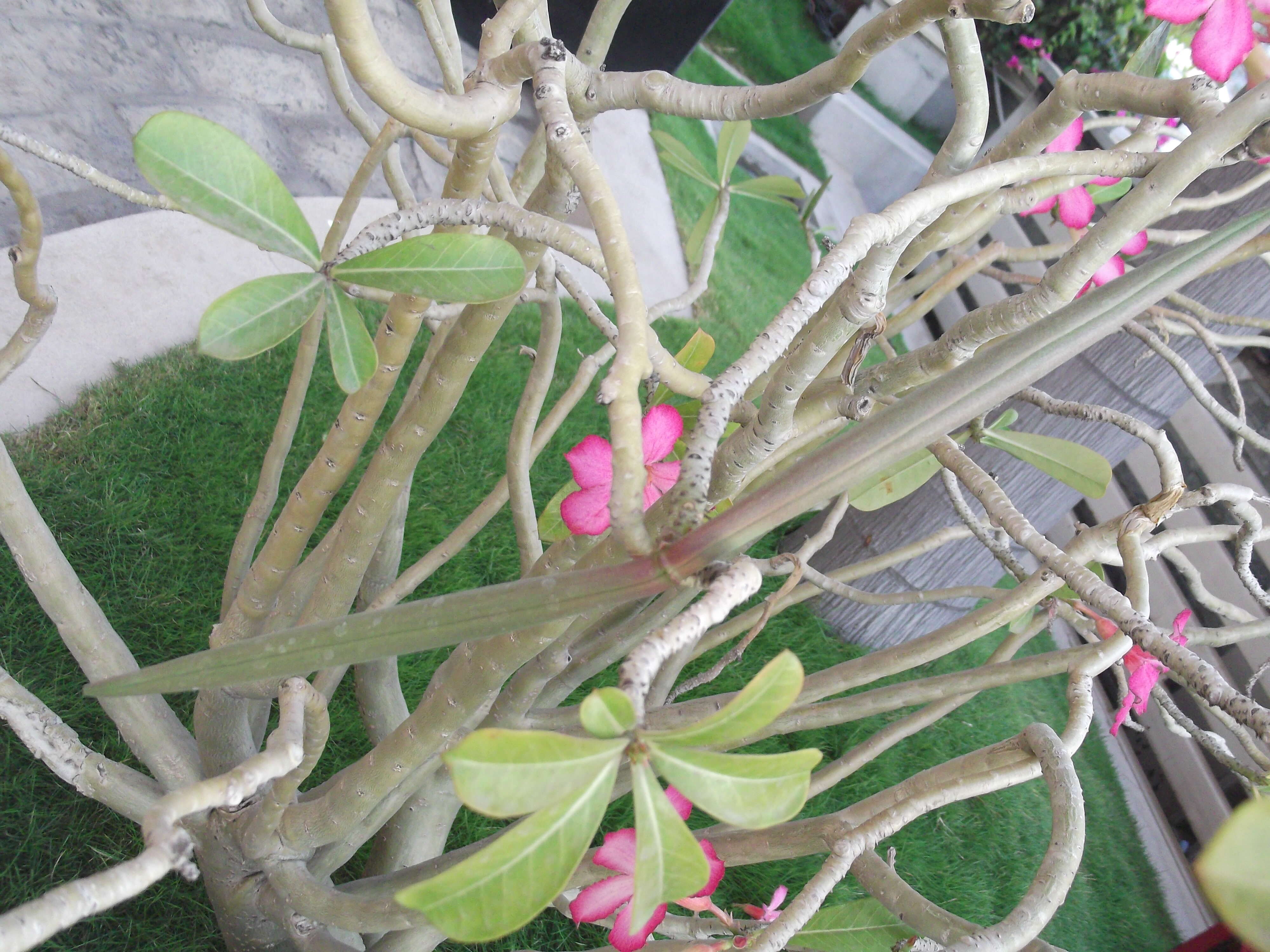 Image of Desert Rose