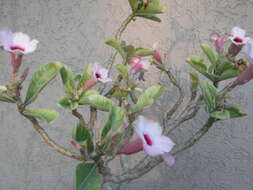 Image de Adenium obesum subsp. swazicum (Stapf) G. D. Rowley