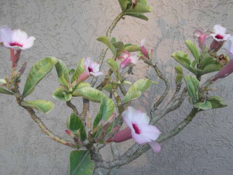 Image of Summer impala lily