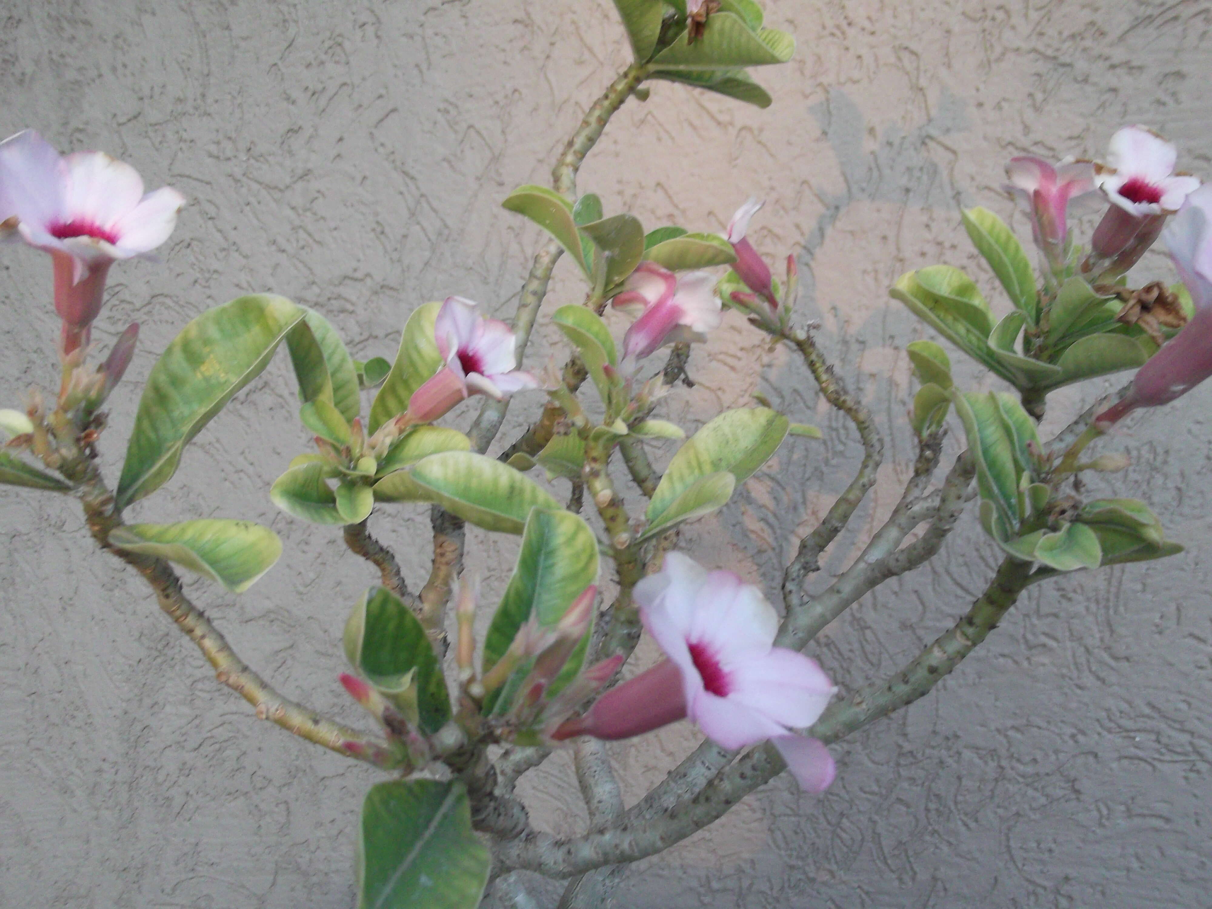 Image de Adenium obesum subsp. swazicum (Stapf) G. D. Rowley