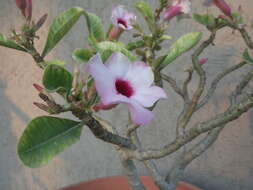 Image de Adenium obesum subsp. swazicum (Stapf) G. D. Rowley