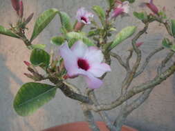 Image de Adenium obesum subsp. swazicum (Stapf) G. D. Rowley