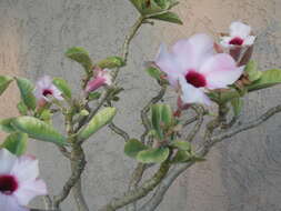 Image de Adenium obesum subsp. swazicum (Stapf) G. D. Rowley