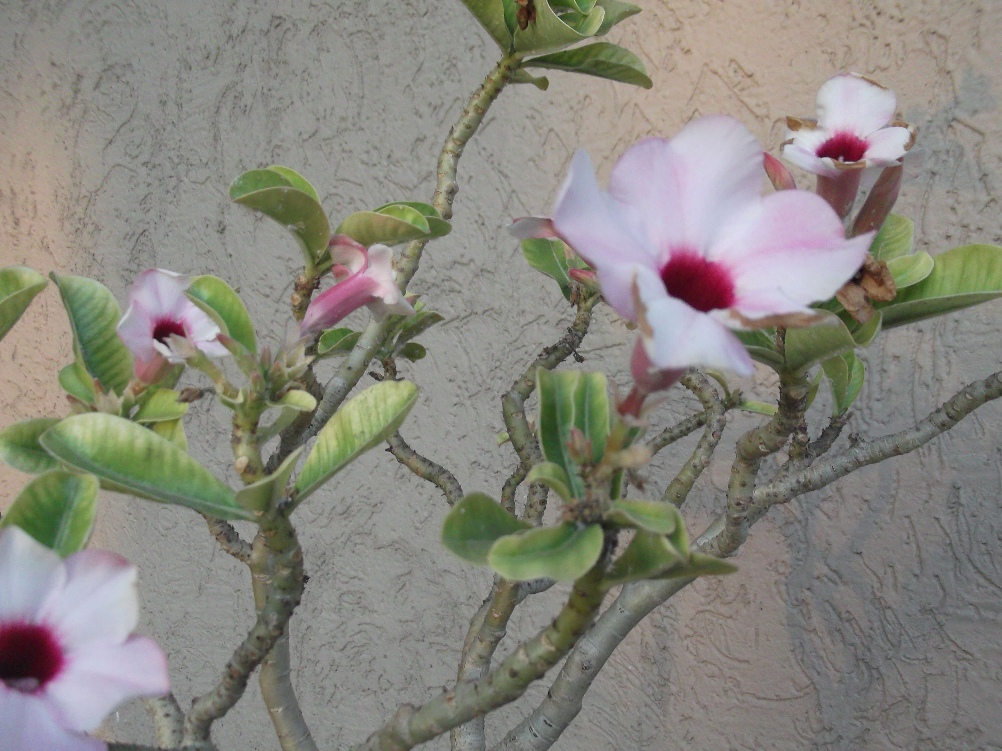 Image de Adenium obesum subsp. swazicum (Stapf) G. D. Rowley