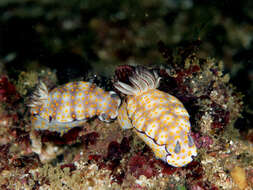 Sivun Hypselodoris pulchella (Rüppell & Leuckart 1830) kuva