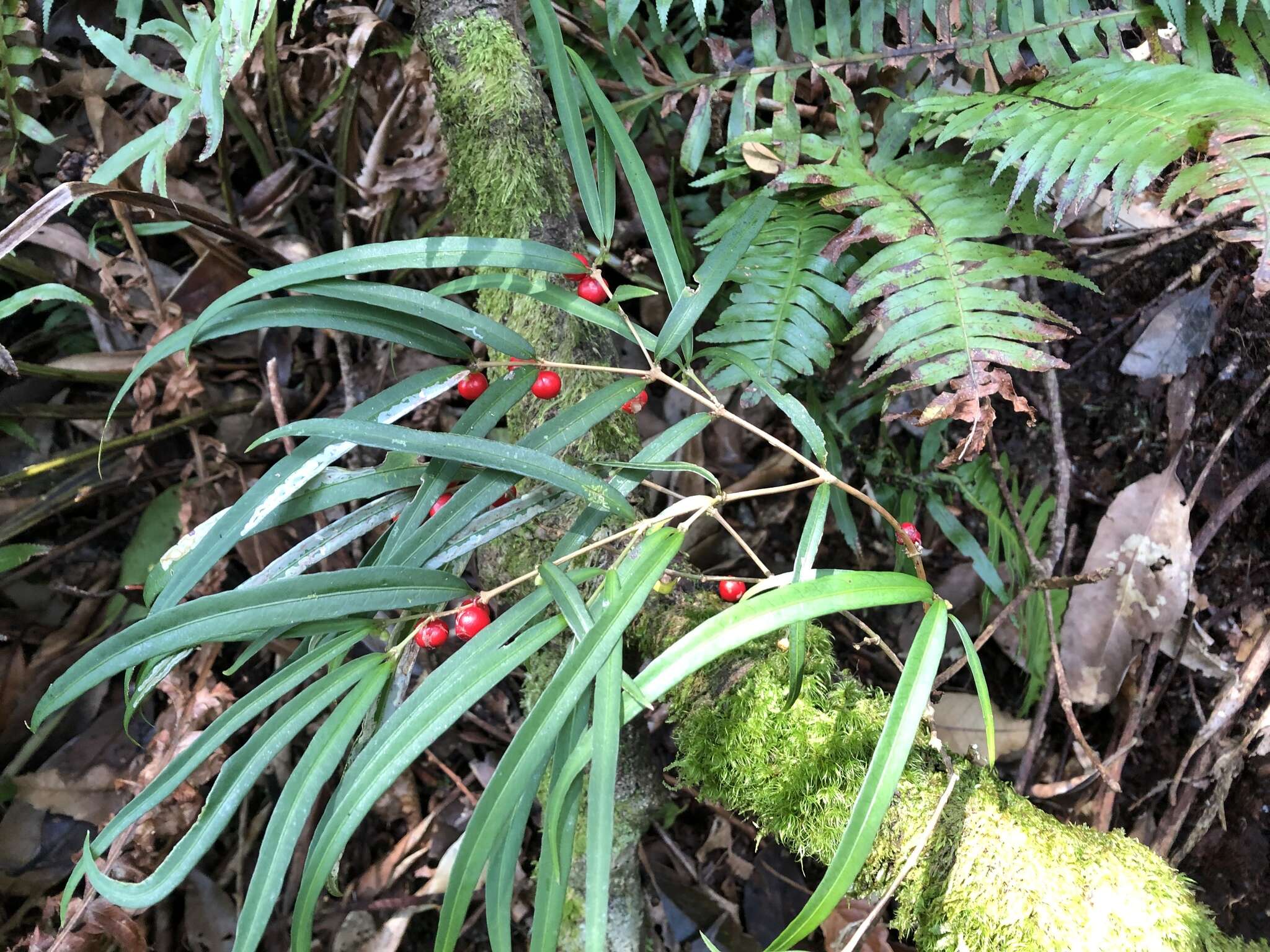 Image of Damnacanthus angustifolius Hayata