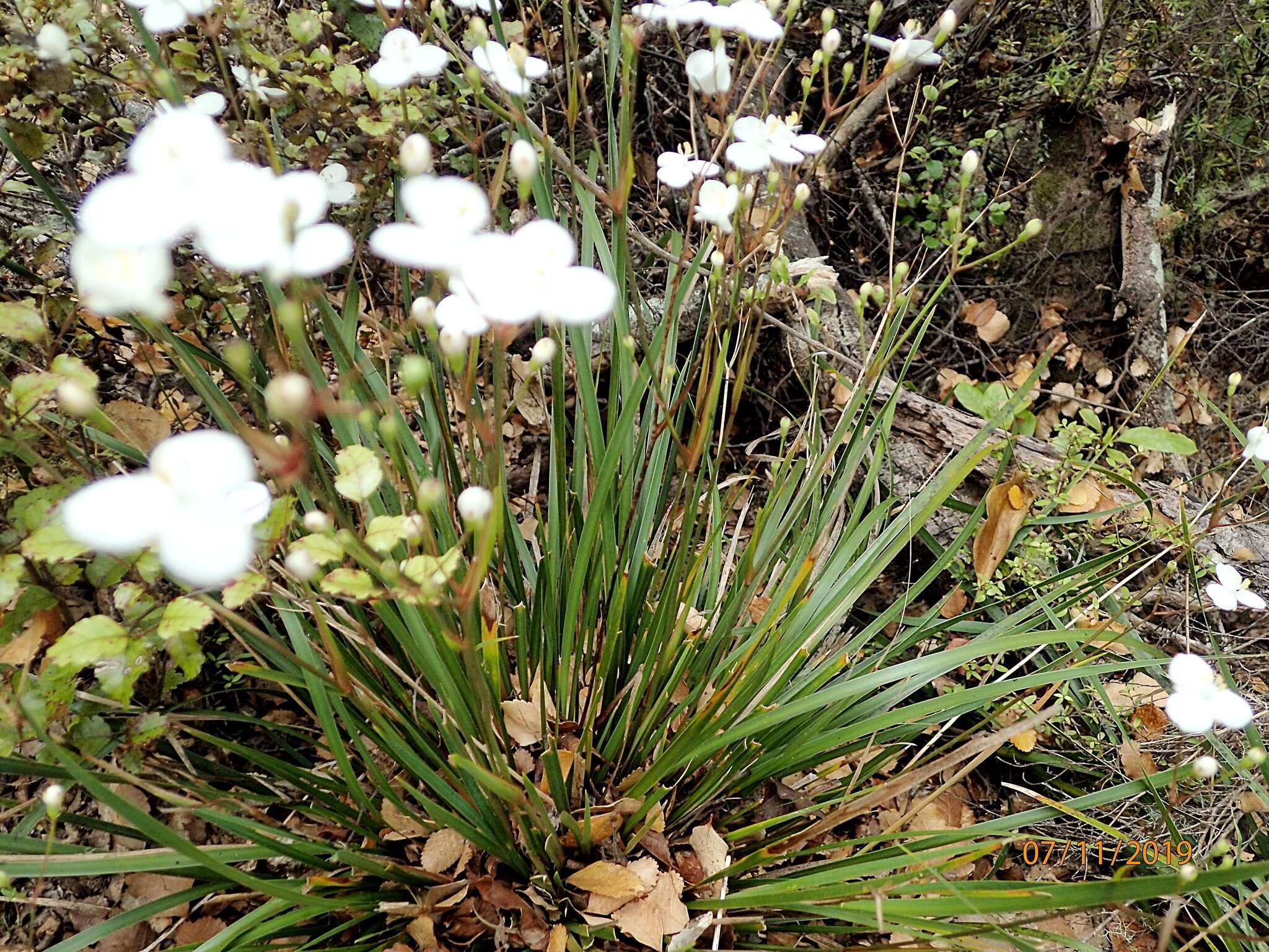 Image de Libertia mooreae Blanchon, B. G. Murray & Braggins