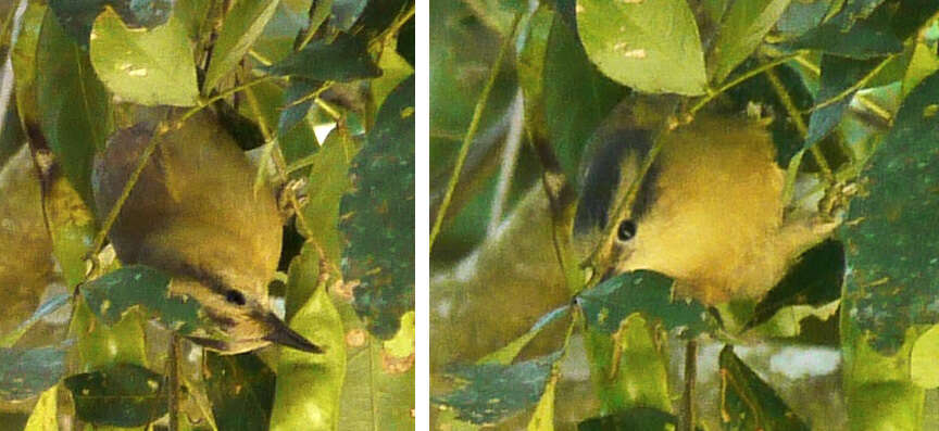 Image of Buff-fronted Foliage-gleaner