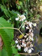 Image of Begonia cooperi C. DC.