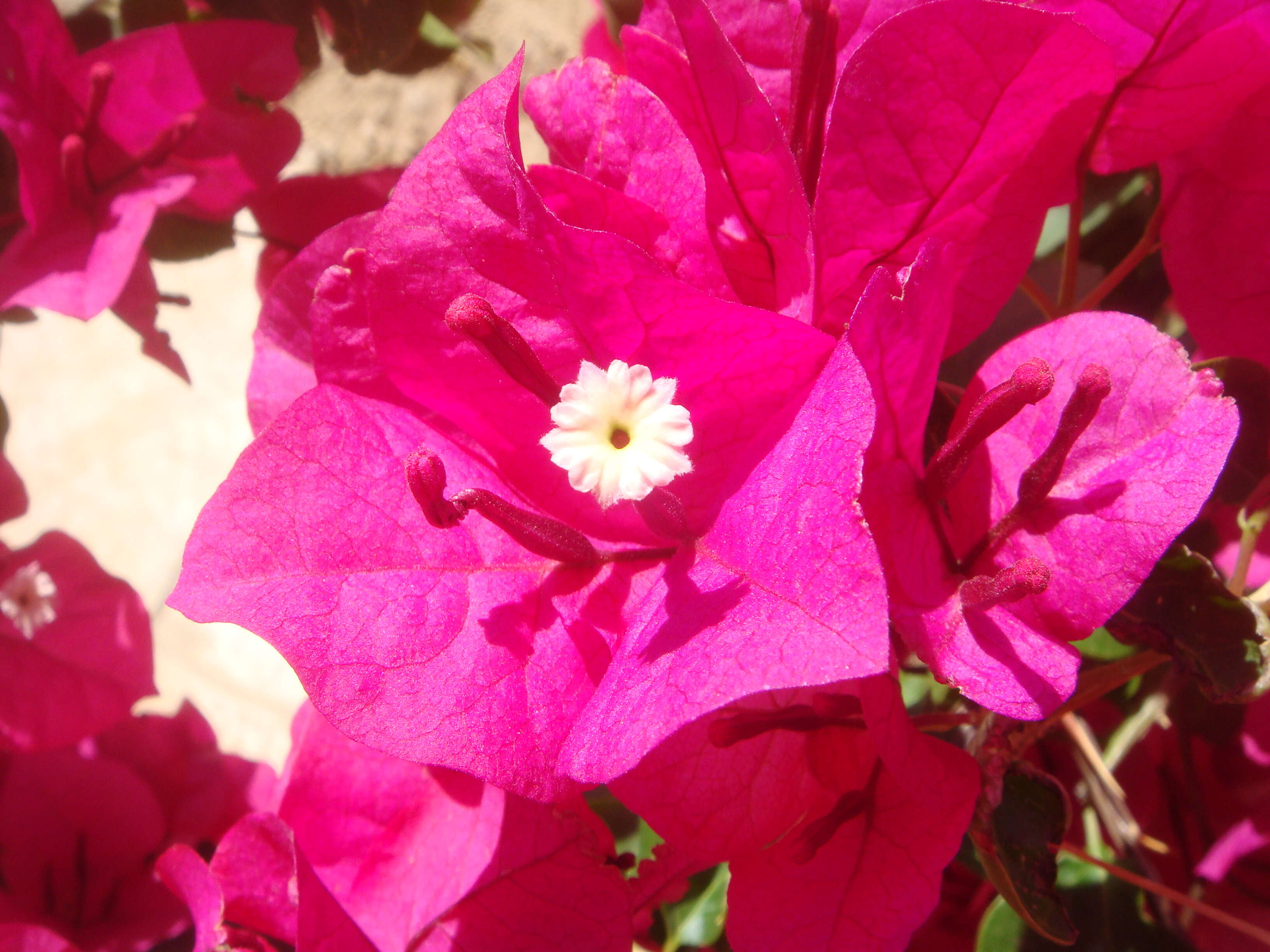 Plancia ëd Bougainvillea glabra Choisy