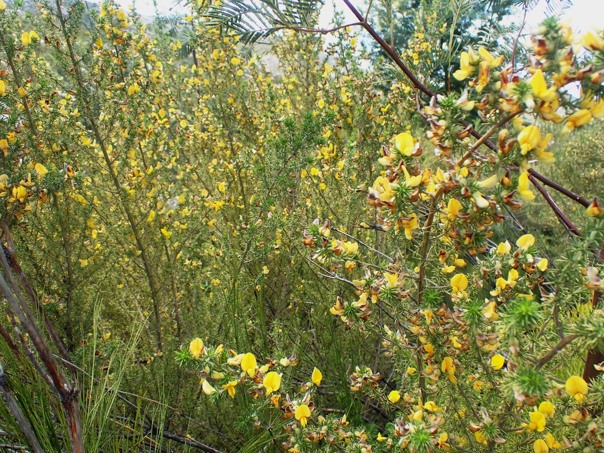 Image of Aspalathus hirta E. Mey.