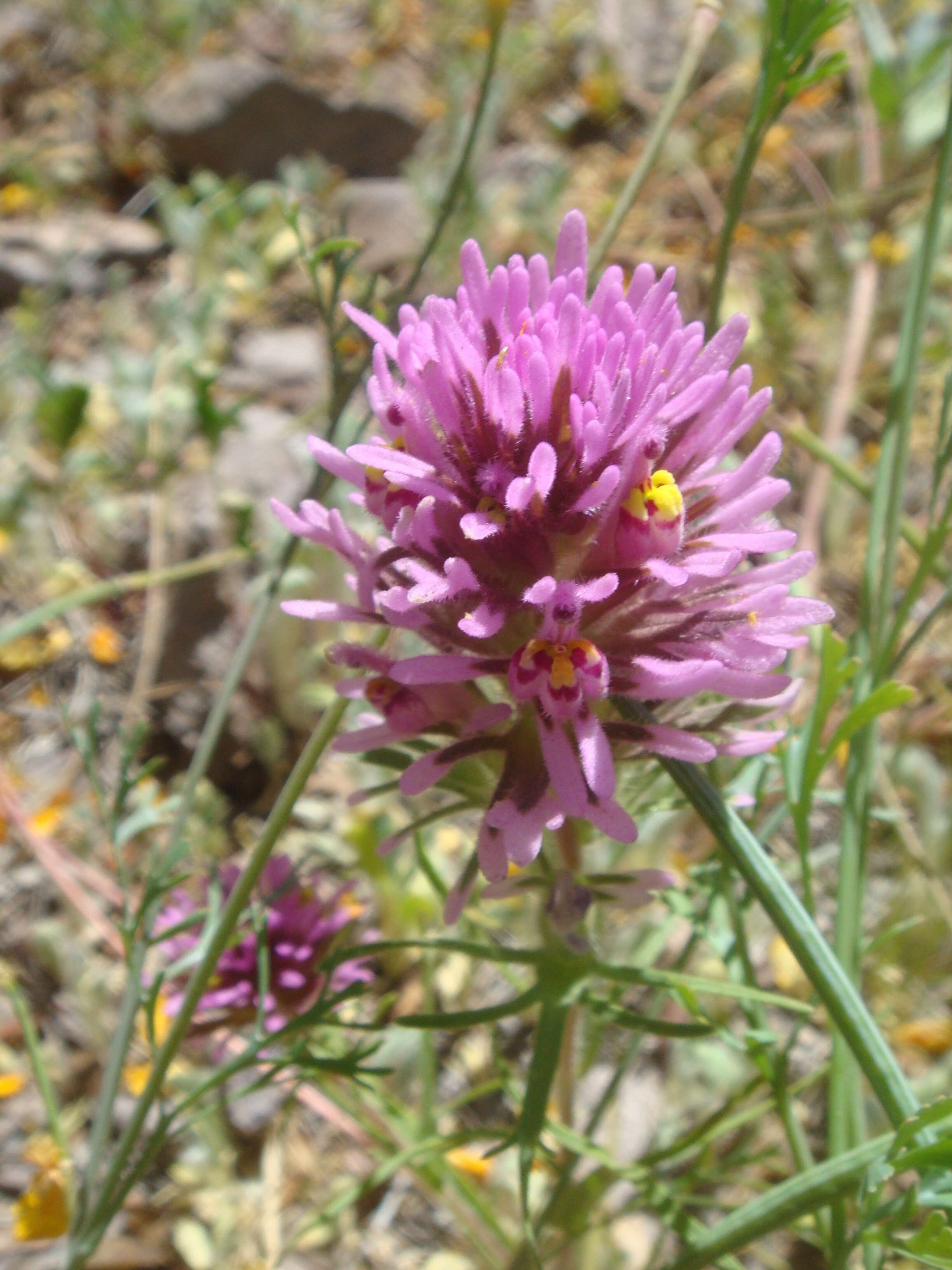 Image of exserted Indian paintbrush