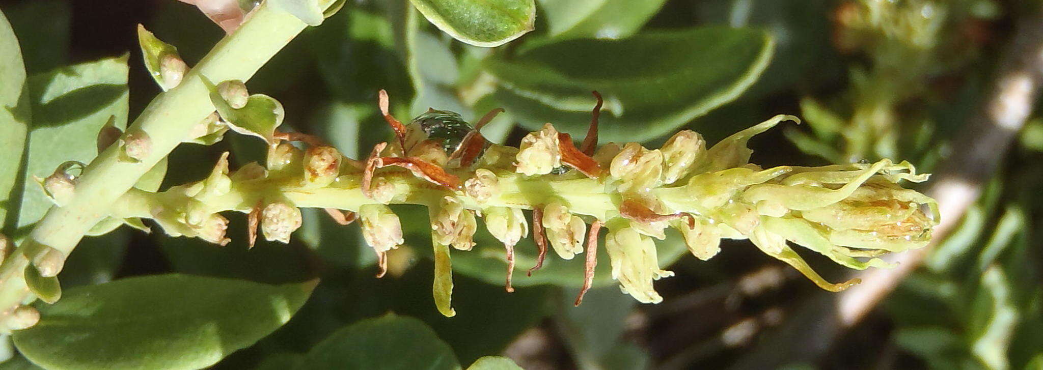 Image of Morella humilis (Cham. & Schltdl.) D. J. B. Killick