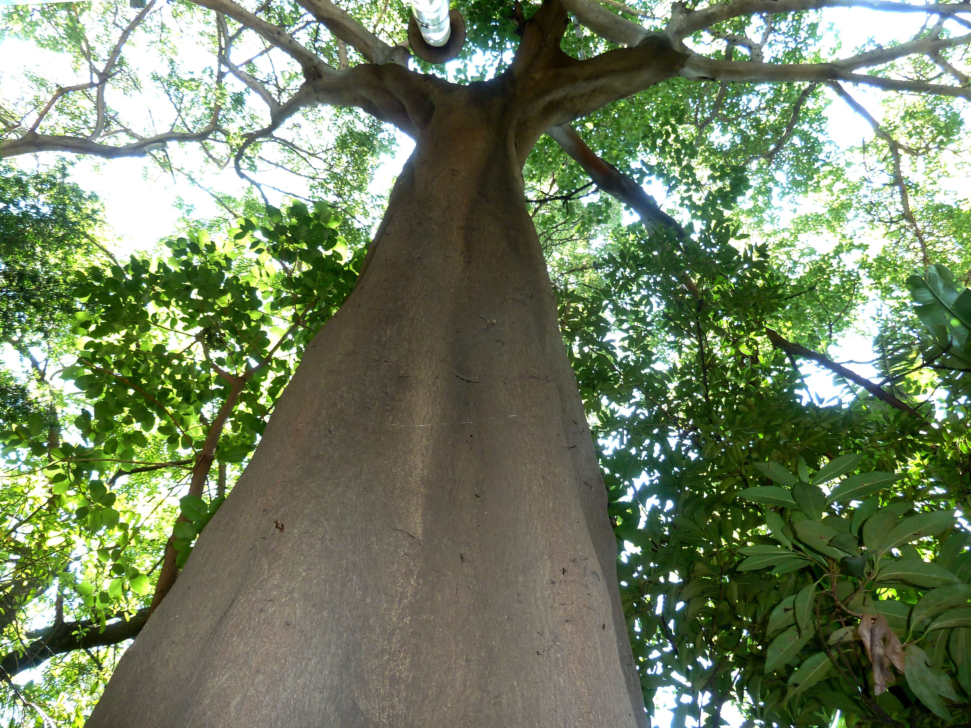 Ficus polita Vahl的圖片