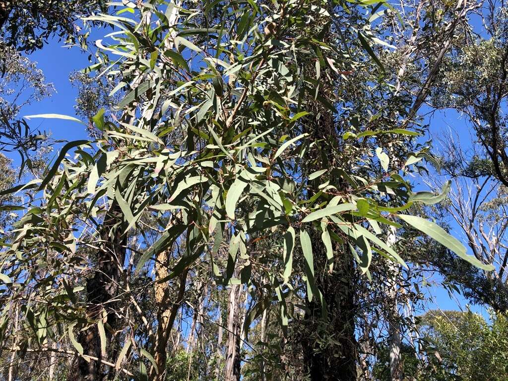 Image of northern gray ironbark