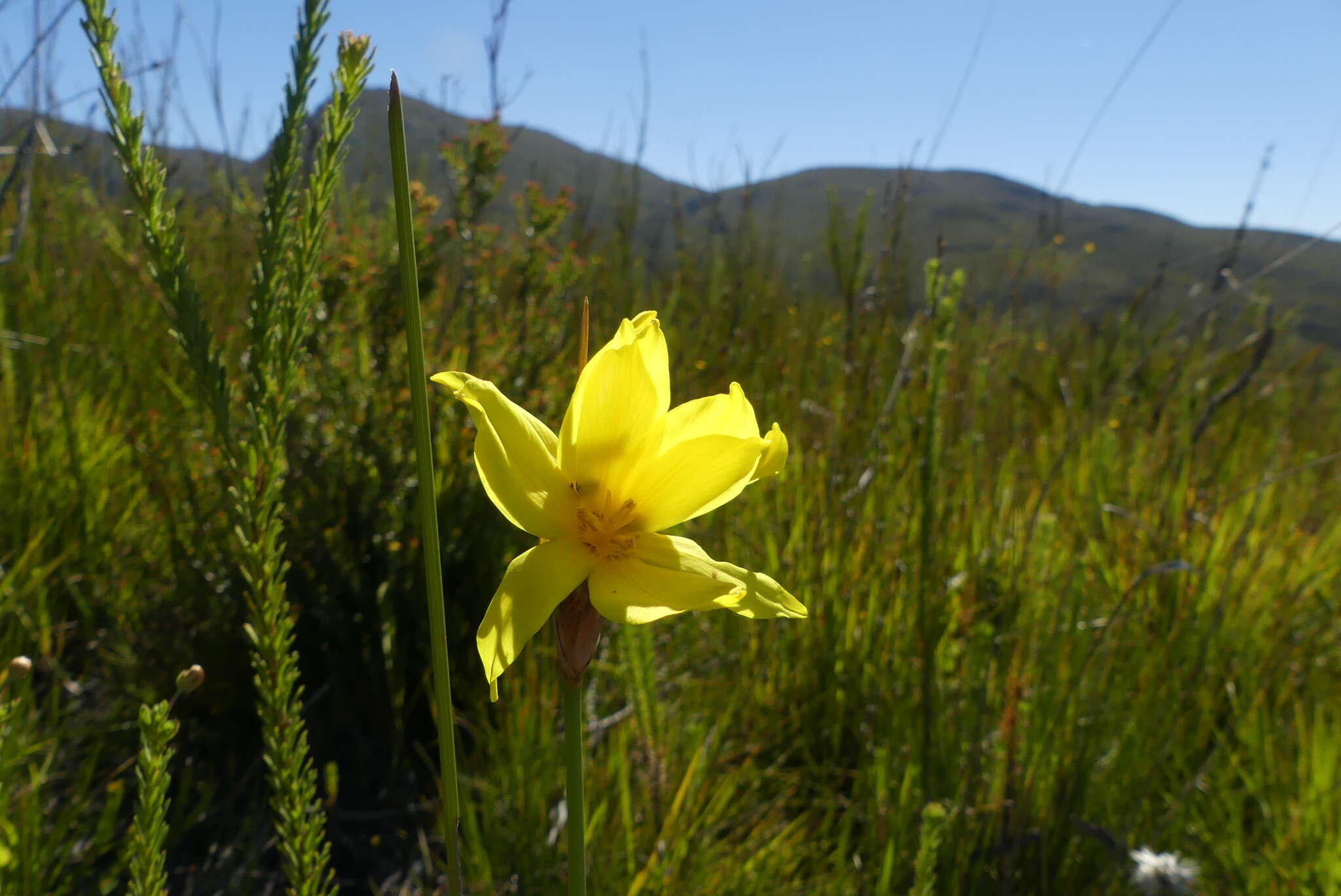 Image of Bobartia parva Gillett