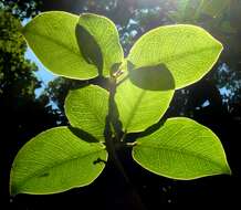 Ficus polita Vahl的圖片