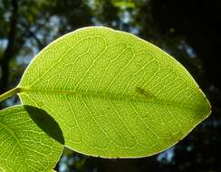 Ficus polita Vahl的圖片