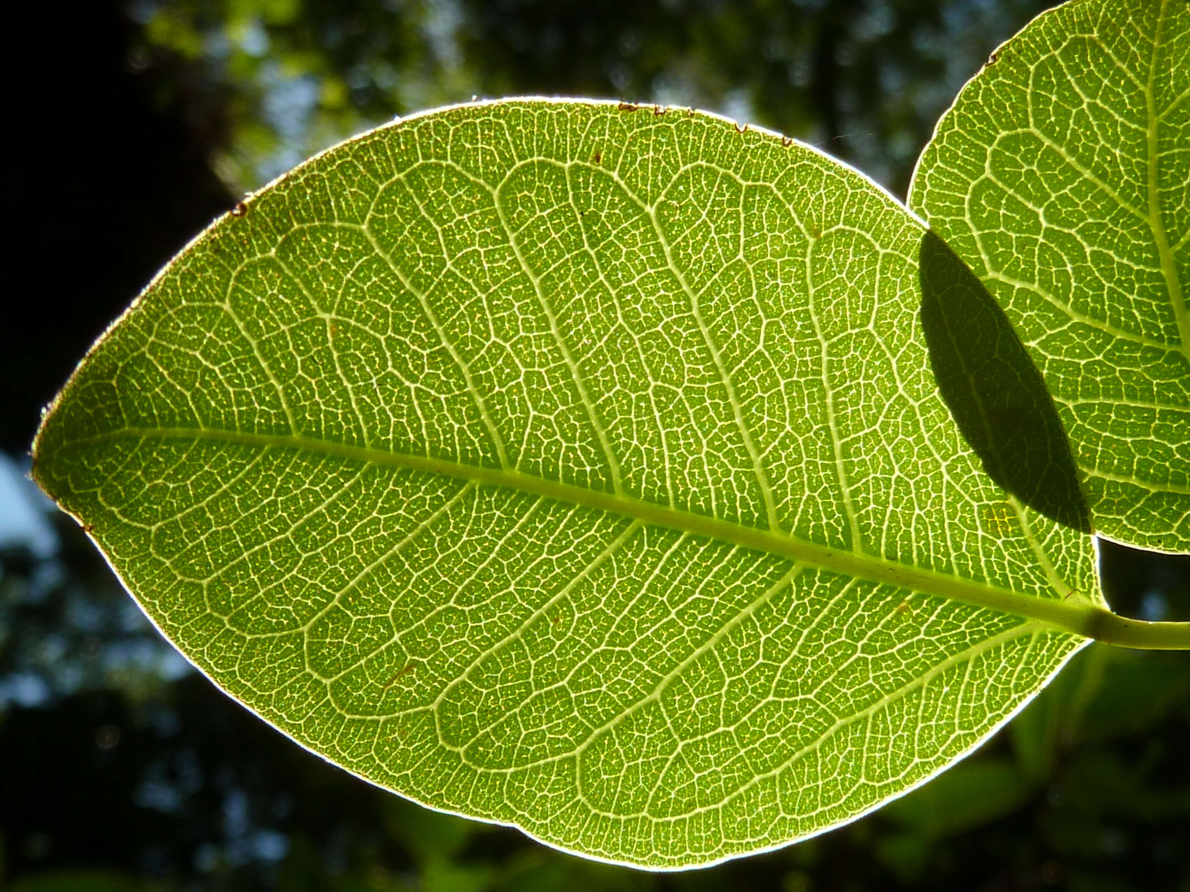 Ficus polita Vahl的圖片