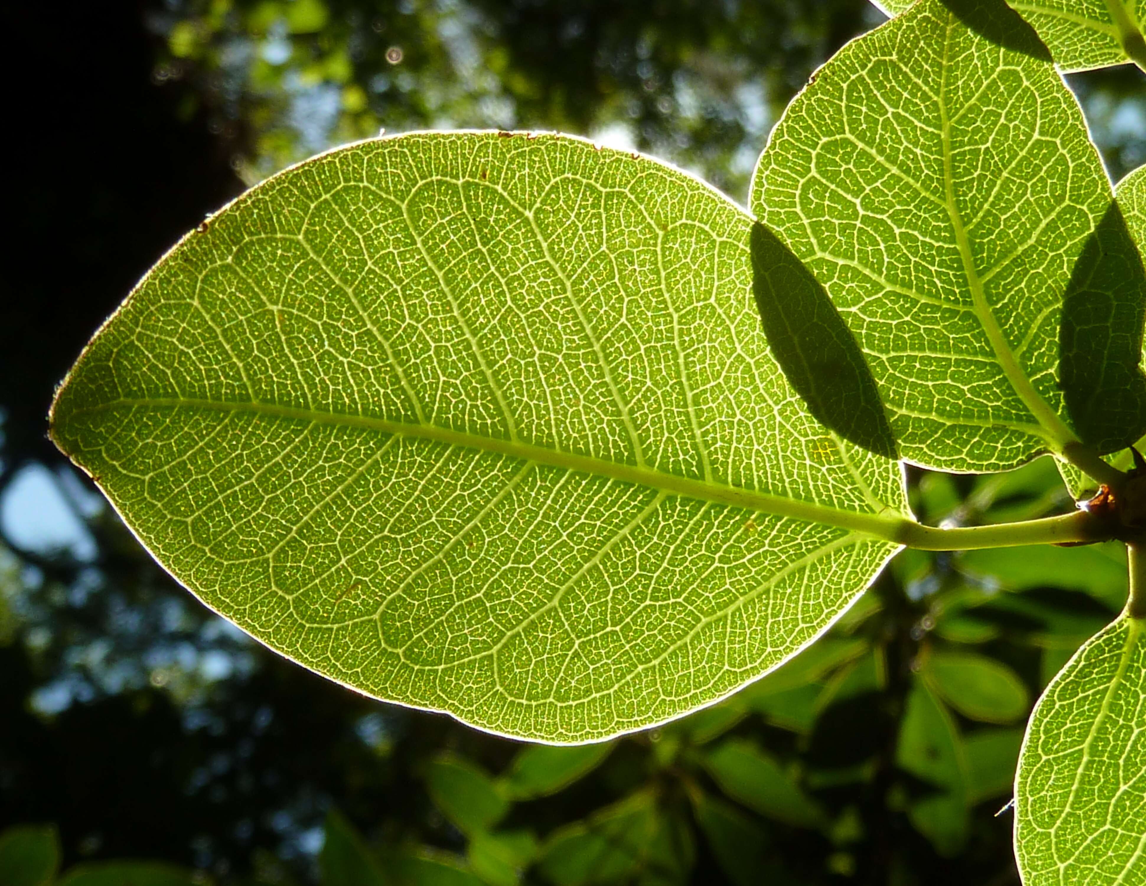 Ficus polita Vahl的圖片