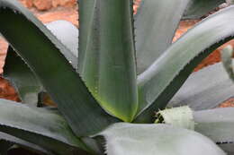 Image of tequila agave