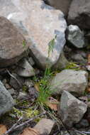 Plancia ëd Festuca auriculata Drobow