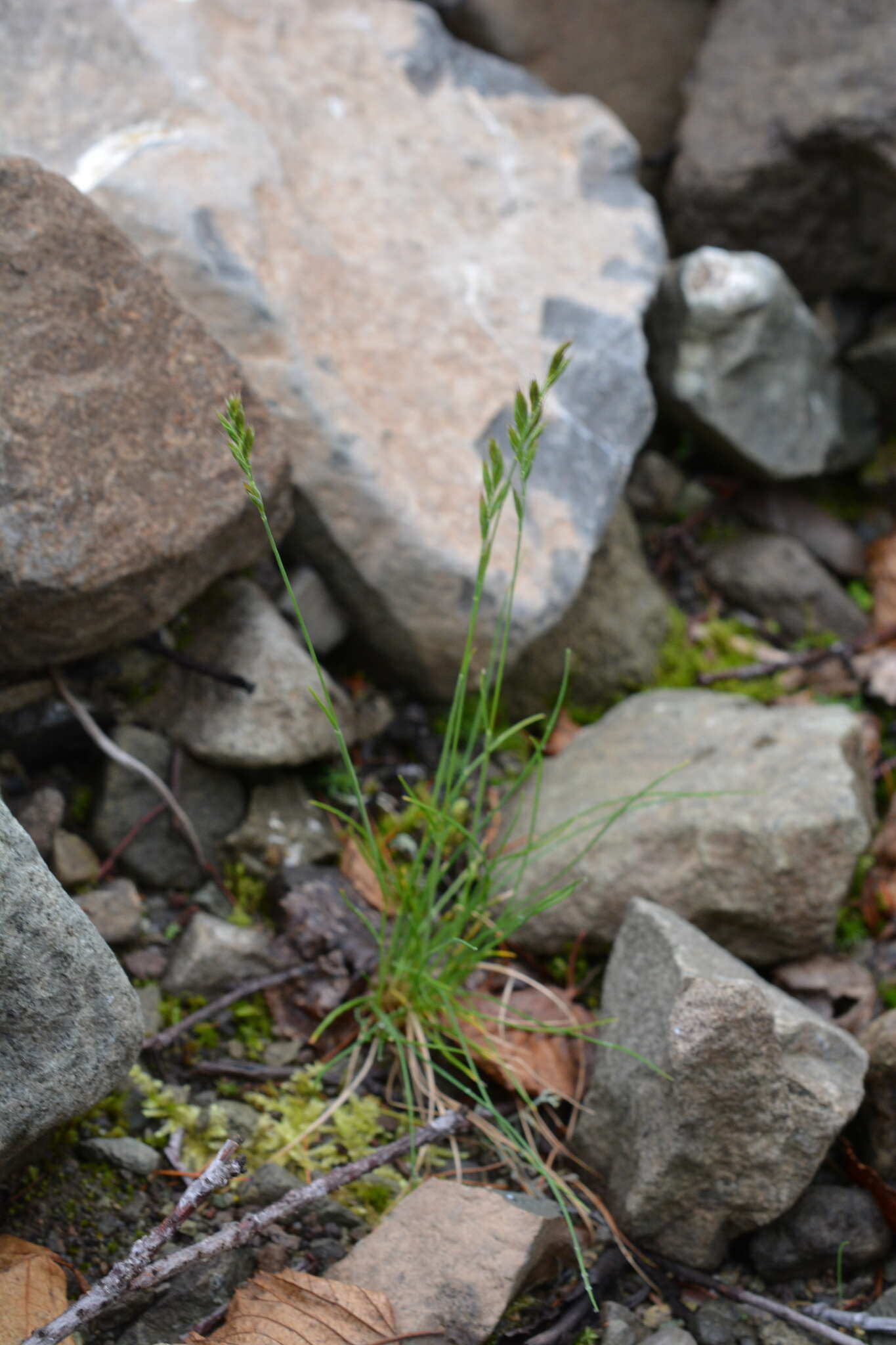 Plancia ëd Festuca auriculata Drobow