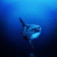 Image of Bumphead sunfish