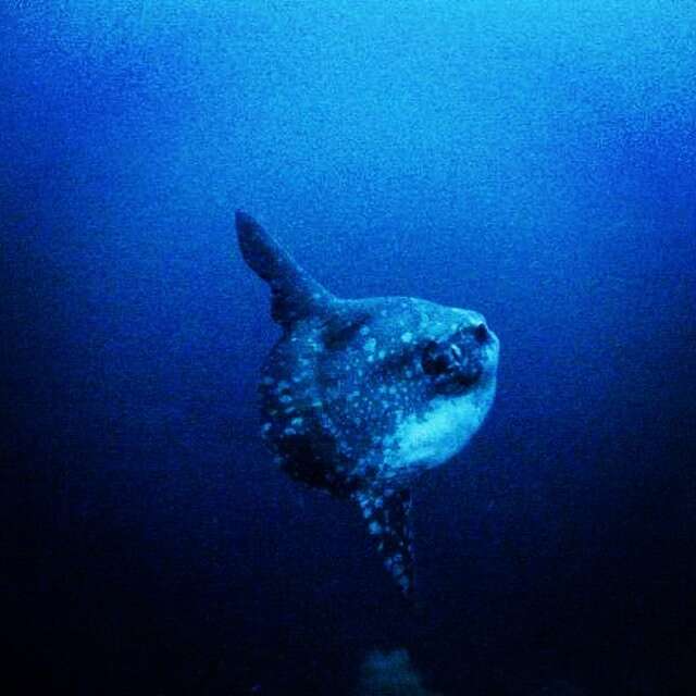 Image of Bumphead sunfish