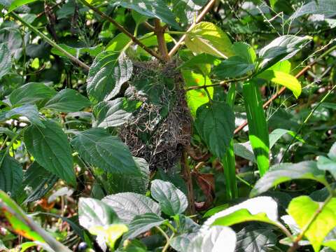 Image de Prinia subflava pondoensis Roberts 1922