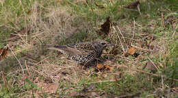 Image of Sturnus Linnaeus 1758