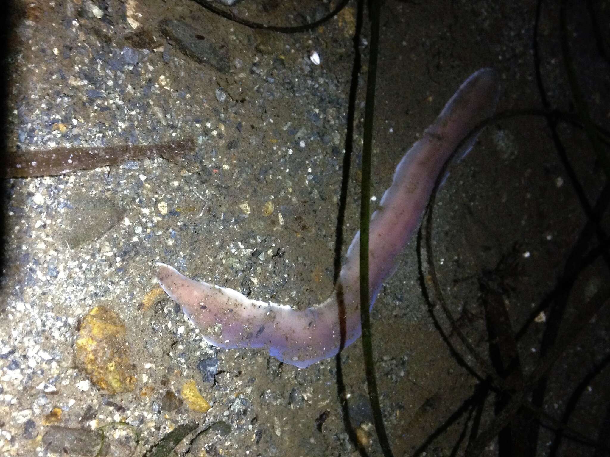 Image of black ribbon worm