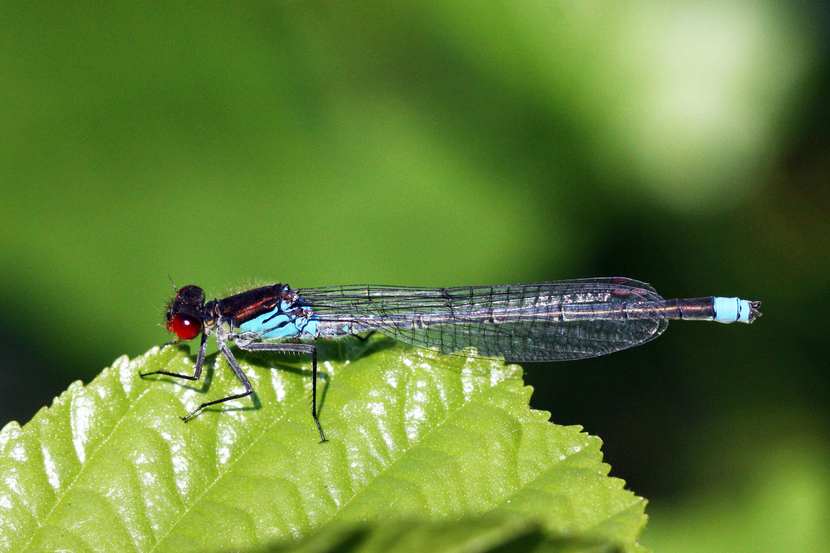 Image of red-eyed damselfly