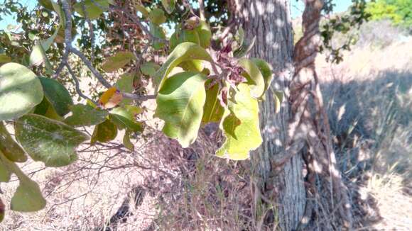 Image of Foetidia retusa Blume