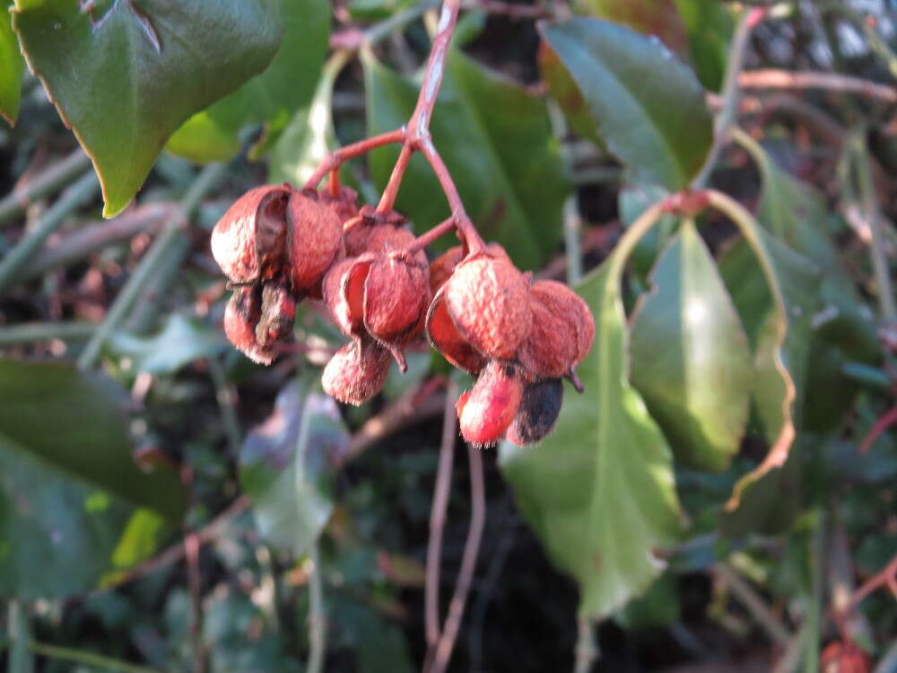 Plancia ëd Euonymus japonicus Thunb.