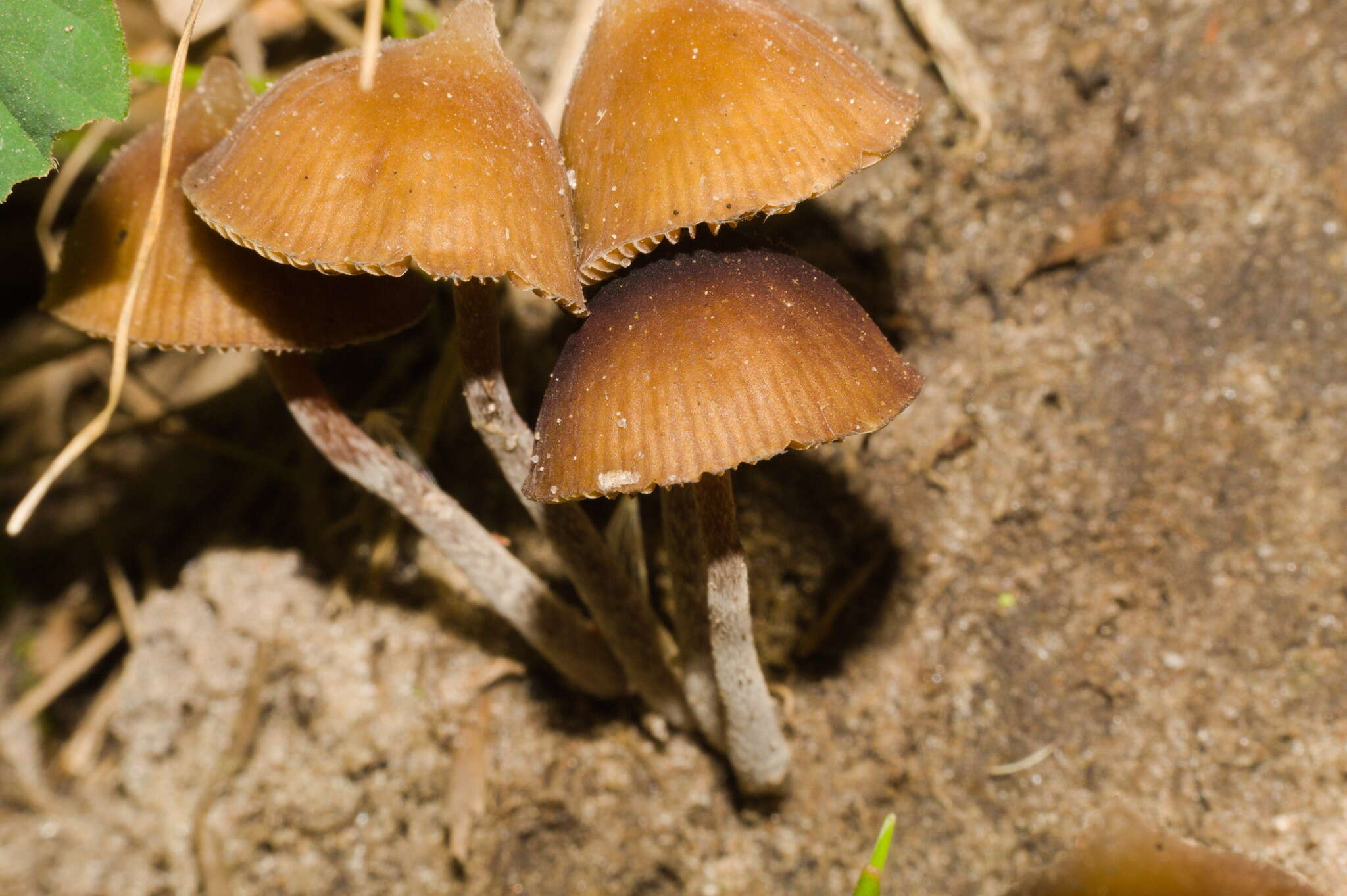 Image of Psilocybe subhoogshagenii Guzmán, M. Torres & Ram.-Guill. 2004